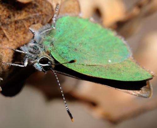 Callophrys rubi