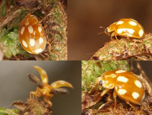 Réf. 30 526 : Calvia decemguttata
