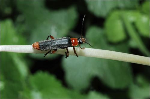 Réf. 30 868 : Cantharis pellucida