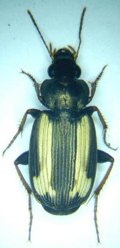 Tetragonoderus quadrum