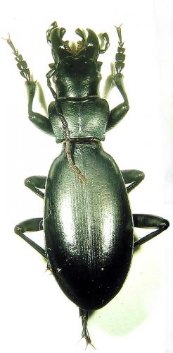 Réf. 30 074 : Carabus sp.