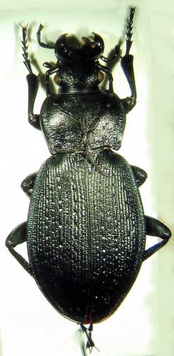 Carabus regalis