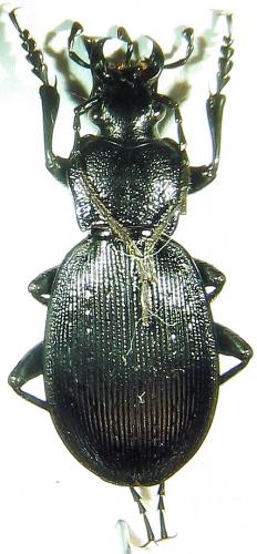 Carabus sp.