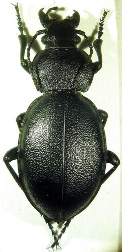 Réf. 30 449 : Carabus tamsi