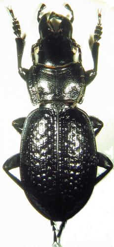 Carabus cicatricosus