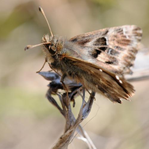 Carcharodus alceae