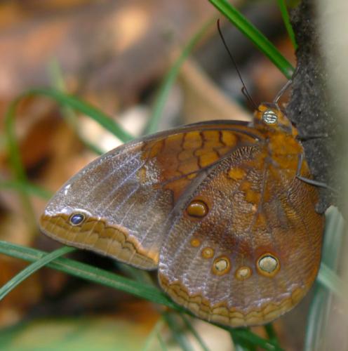 Catoblepia berecynthia
