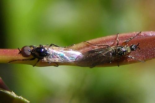 Réf. 30 636 : Dilophus sp.