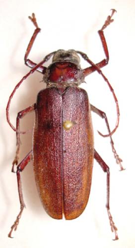 Macrotoma palmata