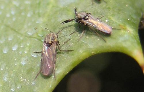Dasyhelea sp.