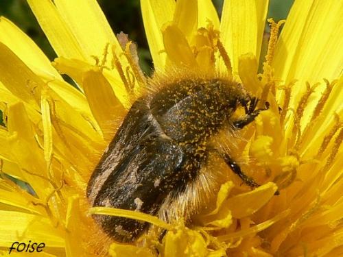 Réf. 30 369 : Tropinota sp.