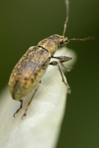 Réf. 30 207 : Polydrusus cervinus
