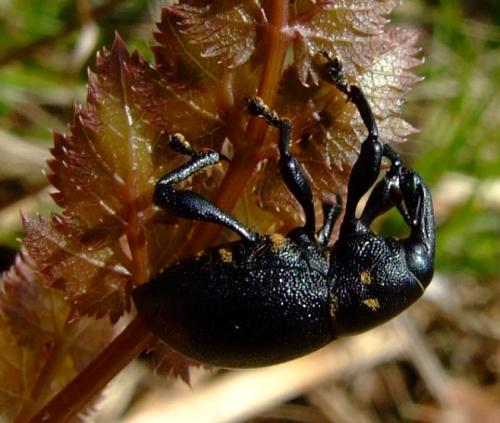 Liparus coronatus
