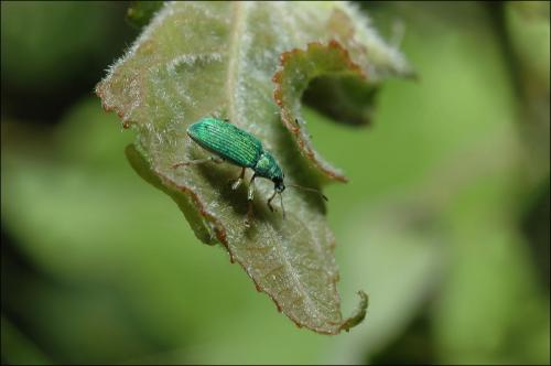 Réf. 30 871 : Polydrusus sp.