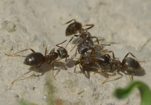 Lasius sp.