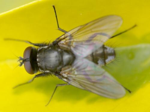 Hydrotaea sp.