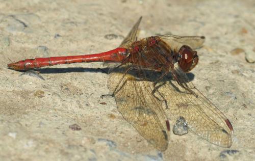 Réf. 30 120 : Sympetrum vulgatum