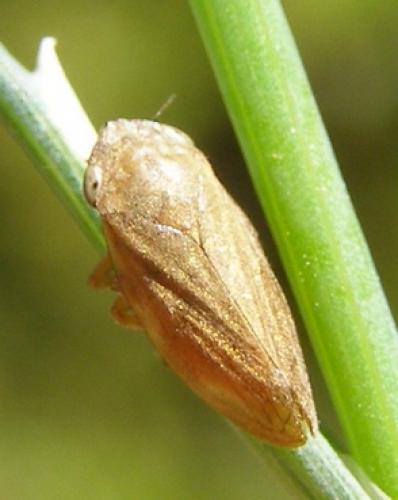 Philaenus spumarius