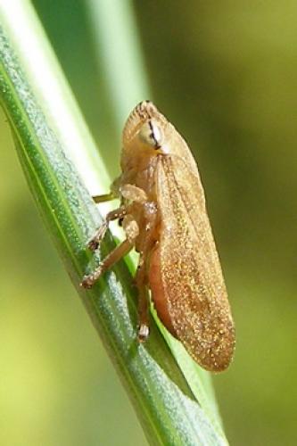 Philaenus spumarius
