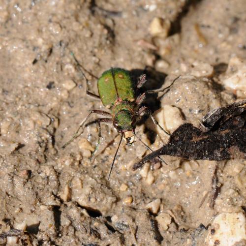 Cicindela campestris