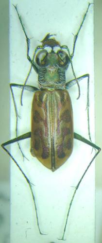Réf. 30 469 : Habrodera nitidula