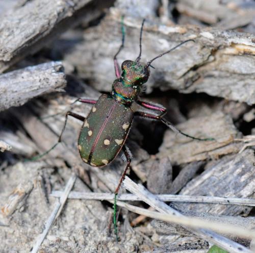 Réf. 30 260 : Cicindela maroccana pseudomaroccana