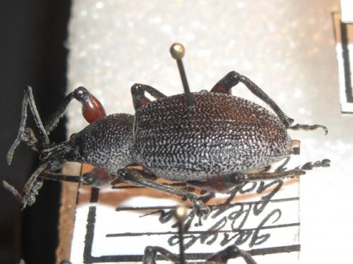 Réf. 30 096 : Otiorhynchus cardiniger