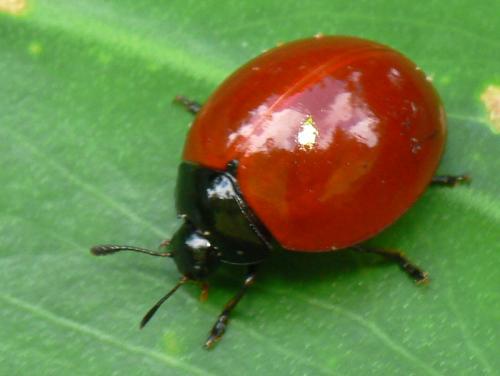 Réf. 30 536 : Aegithus clavicornis