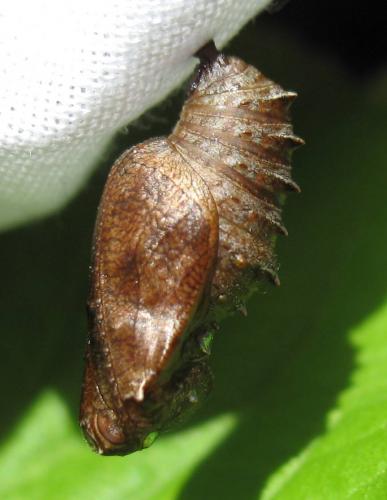 Boloria dia