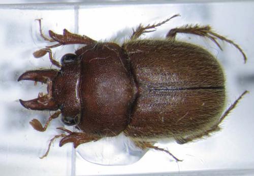 Réf. 30 112 : Codocera tuberculata
