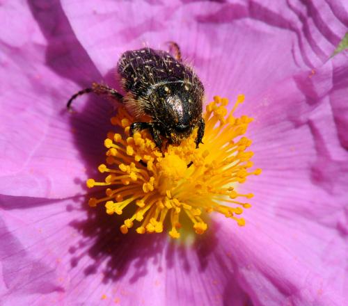 Oxythyrea funesta