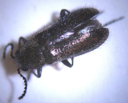 Dasytes sp.