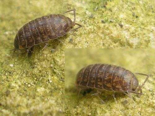 Chaetophiloscia cellaria