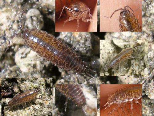 Chaetophiloscia sicula