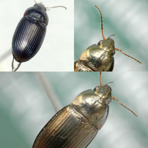 Amara eurynota