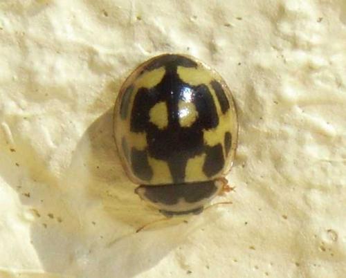 Propylea quatuordecimpunctata