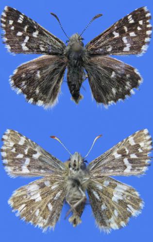Pyrgus malvoides