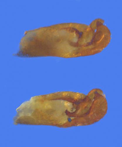Réf. 30 875 : Pyrgus malvoides
