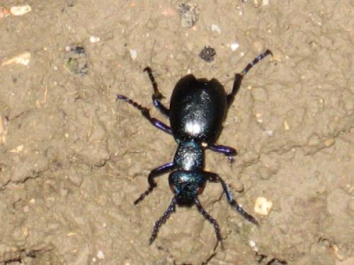Meloe sp.