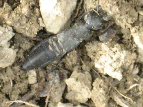 Ocypus sp.