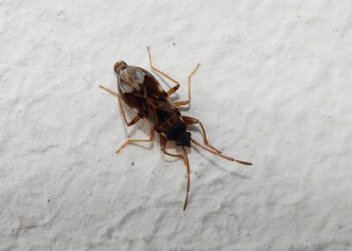 Scolopostethus sp.