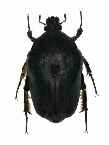 Cotinis laticornis