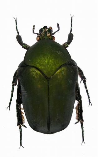 Réf. 30 738 : Cotinis laticornis