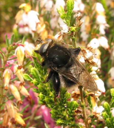 Réf. 30 532 : Criorhina ranunculi