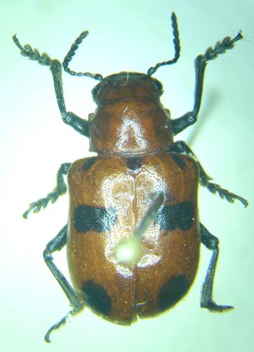 Réf. 30 005 : Euryope subserricornis