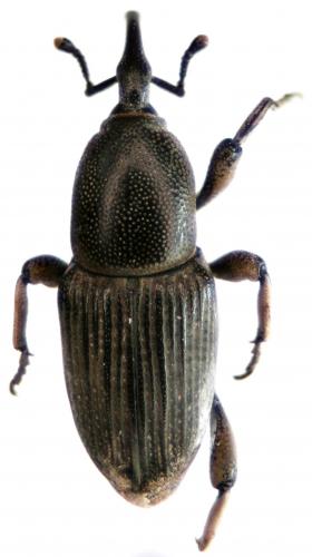 Cosmopolites sordidus