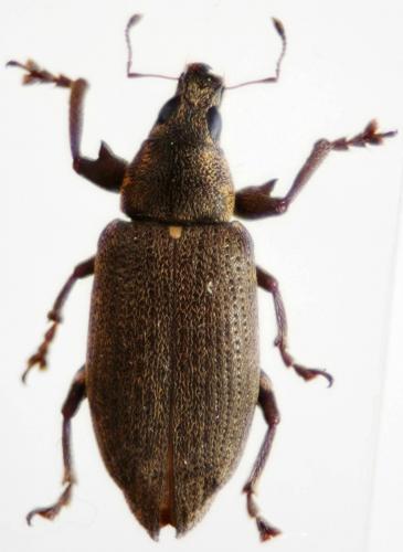 Réf. 30 306 : Cratopus sp.