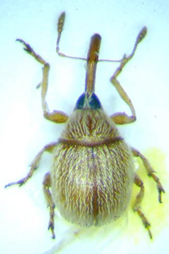 Réf. 30 525 : Corimalia sp.