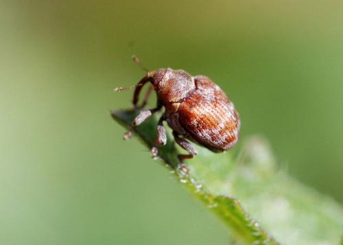 Coeliodes transversealbofasciatus