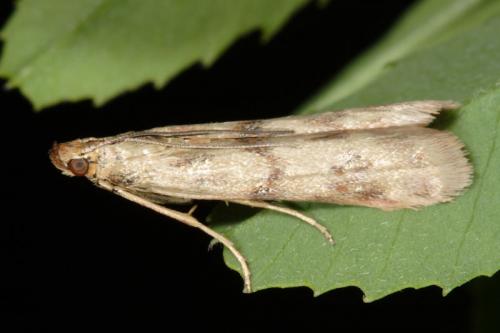 Homoeosoma sinuella